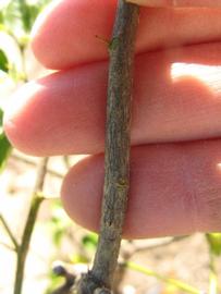              Second - third year twig (Winter Haven, FL)       