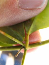              Petiole (Winter Haven, FL)       