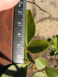              Trifoliolate leaf (Winter Haven, FL)       