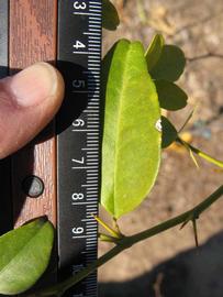              Unifoliolate leaf (Winter Haven, FL)       