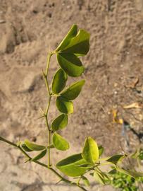            Sun leaves (Winter Haven, FL)   