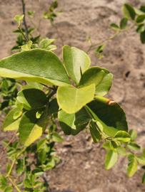            Sun leaves (Winter Haven, FL)   