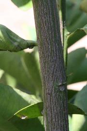              Second - third year twig (Riverside, CA)       