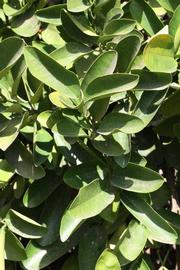              Sun leaves (Riverside, CA)       