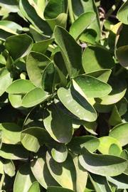              Sun leaves (Riverside, CA)       