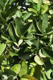              Sun leaves (Riverside, CA)       