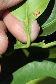              Petiole (Riverside, CA)       