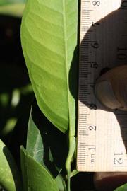              Unifoliolate leaf (Riverside, CA)       