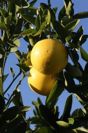            Fruit (Riverside, CA)   