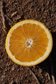            Fruit cross-section (Riverside, CA)   