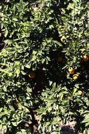              Habit (Riverside, CA)       