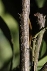              Second - third year twig (Riverside, CA)       