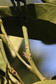              First year twig (Riverside, CA)       