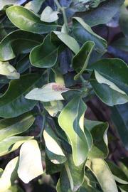            Shade leaves (Riverside, CA)   