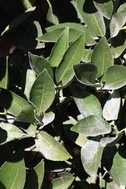            Sun leaves (Riverside, CA)   