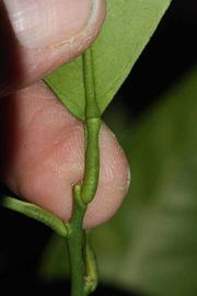              Petiole (Riverside, CA)       