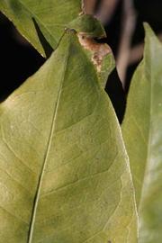              Margin (Riverside, CA)       