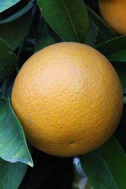            Fruit (Riverside, CA)   