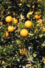              Habit (Riverside, CA)       