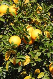            Habit (Riverside, CA)   