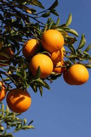            Fruit (Riverside, CA)   