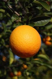            Fruit (Riverside, CA)   