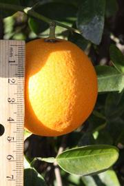            Fruit (Riverside, CA)   