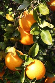            Fruit (Riverside, CA)   