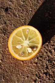            Fruit cross-section (Riverside, CA)   