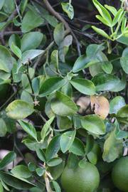              Sun leaves (Riverside, CA)       