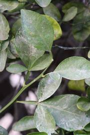              Shade leaves (Riverside, CA)       