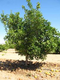            Habit (Riverside, CA)   