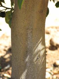            Bark (Riverside, CA)   