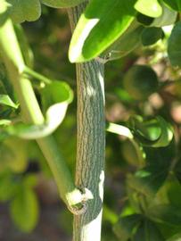              Second - third year twig (Riverside, CA)       