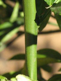            First year twig (Riverside, CA)   