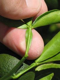              Petiole (Riverside, CA)       