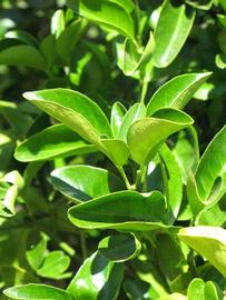              Sun leaves (Riverside, CA)       