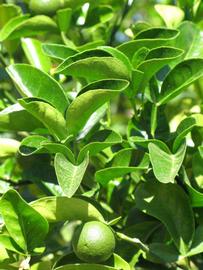              Sun leaves (Riverside, CA)       