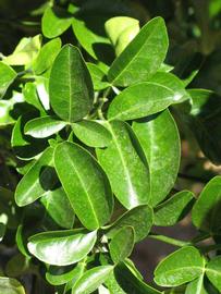              Sun leaves (Riverside, CA)       