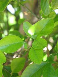              Shade leaves (Riverside, CA)       