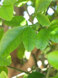              Shade leaves (Riverside, CA)       