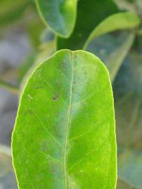              Margin (Riverside, CA)       