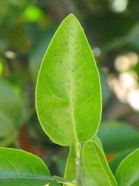              Unifoliolate leaf (Riverside, CA)       