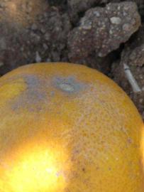            Fruit (Riverside, CA)   