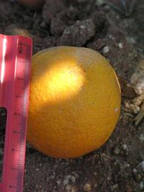            Fruit (Riverside, CA)   