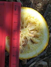            Fruit cross-section (Riverside, CA)   