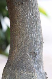              Bark (Riverside, CA)       