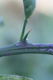              First year twig (Riverside, CA)       