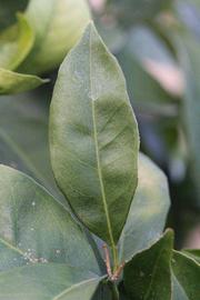              Unifoliolate leaf (Riverside, CA)       