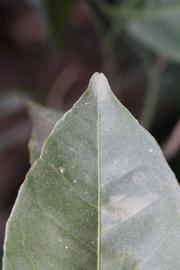              Margin (Riverside, CA)       